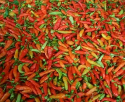 Cabai Rawit